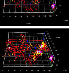 Motor neuron Uppsala University